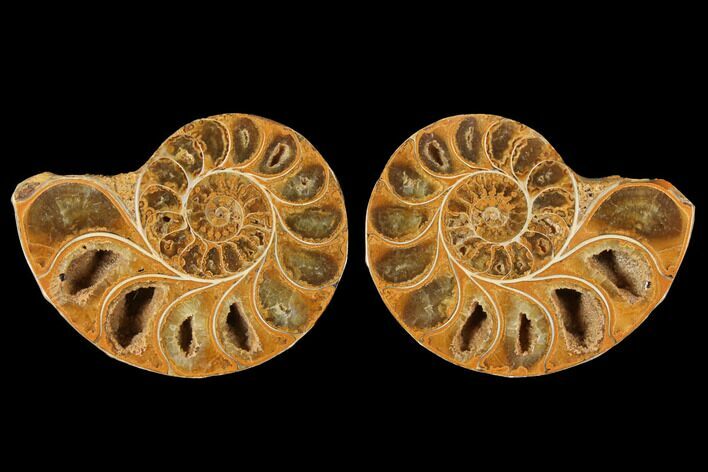 Cut & Polished Agatized Ammonite Fossil- Jurassic #131641